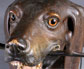 Patère tête de chien